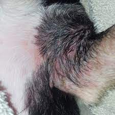 How To Reduce Your Dog S Risk Of Getting Giving Poison Ivy Farm And Dairy