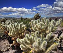 I somehow forgot to check the gas level before. One Day In Joshua Tree National Park Day Trip Itinerary