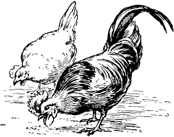 Black And White Hen Clipart Chickens Eating Clipart Etc Chicken Pecking Chicken Eating Chickens