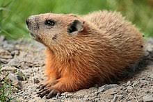 There is no specific time as to when a groundhog will come out from hibernation. Groundhog Wikipedia