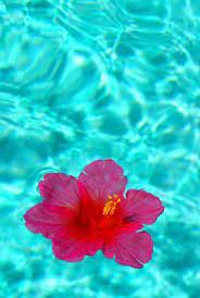 Get Fiji Inspired With Organic Fiji Skin Care Products Organicfiji Coconutoil Www Organicfiji Com Hibiscus Hibiscus Flowers Wallpaper