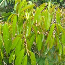 Check spelling or type a new query. Daun Durian Fres 500grm Shopee Indonesia