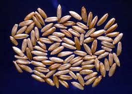 Separating the grains from the chaff, and all the pests that move with it