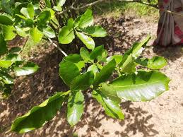 Image result for Gardenia resinifera