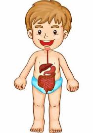 Check spelling or type a new query. 130 Ideas De Cuerpo Humano En 2021 Cuerpo Humano El Cuerpo Humano Infantil Actividades Del Cuerpo Humano