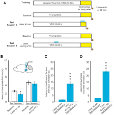 This topic is a part of the revised gate 2021 syllabus. Phasic Dopamine Signals In The Nucleus Accumbens That Cause Active Avoidance Require Endocannabinoid Mobilization In The Midbrain Abstract Europe Pmc