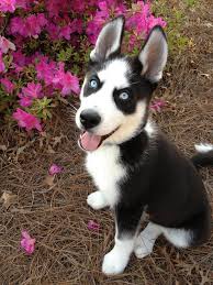 Black And White Spotted Dog With Blue Eyes Black Siberian Husky Puppy With Blue Eyes Posing By Some Flowers My Sweetie Blu Husky Puppy Siberian Husky Siberian Husky Puppy