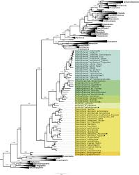 Image result for Menisorus pauciflorus