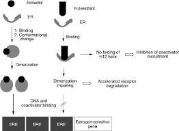 Image result for Tissue-selective Estrogen Complex