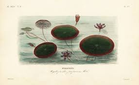 Image result for Brasenia schreberi