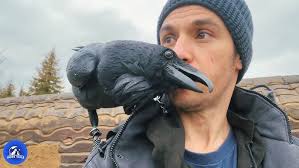 Captiva Eagles~Joe checked the nest After the crew was there~5:56 pm  2021/01/25