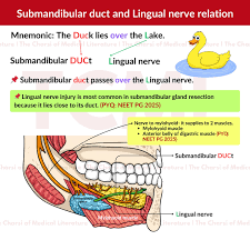 Image result for Submandibular Exam