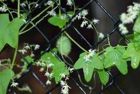 Maybe you would like to learn more about one of these? What Is This Vine With White Flowers Cactus Like Seed Pod