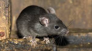 Wir verraten ihnen, wie sie. Ratten Clevere Kleine Nagetiere Br Kinder Eure Startseite