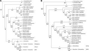 Image result for Chionanthus niloticus