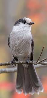 Bird On A Wire Movie Review Arrendajo Canadiense Gray Jay Meisenhaher Mesangeai Du Canada Pet Birds Beautiful Birds Birds