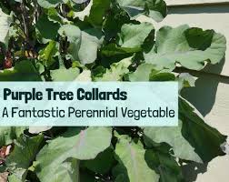 How to dehydrate kale and make green powder. Purple Tree Collards A Fantastic Perennial Vegetable