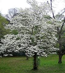 See more ideas about florida trees, butterfly tree, usda zones. Pin On Gardening