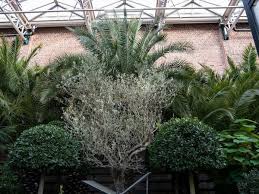 Wie man den olivenbaum überwintern kann, zeigt dieses neue video von meine orangerie. Olivenbaum Uberwintern 5 Pflegeregeln Fur Die Uberwinterung