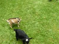 images Standing Goat Meme Gif
