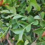 Image result for Schotia capitata