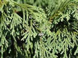 Image result for Platycladus orientalis