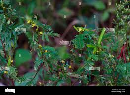 Image result for Chamaecrista falcinella