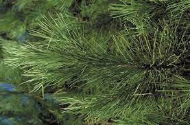 Pinus pinea, italian stone pine. Italian Stone Pine Tree Selection Landscape Plants Edward F Gilman Uf Ifas