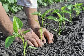 Marc De Cafe 4 Astuces Pour Votre Jardin Marc De Cafe Jardin Marc De Cafe Conseils De Jardinage