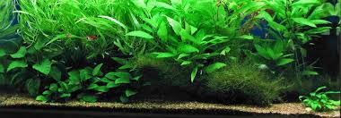 Image result for Dichaetanthera corymbosa