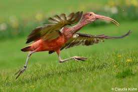 Im wie weit ist es bis nach hause test sollte der gewinner bei so gut wie allen kriterien gewinnen. Jetzt Aber Schnell Nach Hause Foto Bild Tiere Zoo Wildpark Falknerei Vogel Bilder Auf Fotocommunity