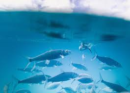 Baixar mp3 oceano, baixar as melhores músicas de oceano em mp3 para download gratuito em alta qualidade, baixar música mp3 oceano.mp3 ouça e baixe milhares de mp3s gratuitos. Baixar Oceanos Download Louvor Oceano Mp3 Free And Mp4 Baixe Sua Musica Favorita E Configure Como Toque Em Seu Smartphone Samsung Galaxy Iphone Ios E Sistema Android Monica Bates