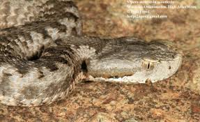 Image result for Subularia monticola