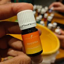 Image result for Ocotea