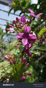 Image result for Eranthemum laxiflorum