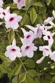 Feb 10, 2021 · this elegant crisscross trellis can be used in the most formal of outdoor spaces to support climbing foliage like pink bower vines. Pink Bower Vine Garden Vines Climbing Plants Plants