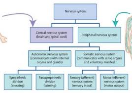 nervous system central and peripheral peripheral nervous