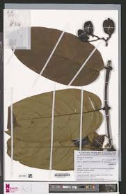 Image result for Cuviera