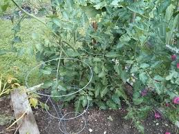 Check spelling or type a new query. How To Trellis Tomatoes For Maximum Yield Eartheasy Guides Articles Eartheasy Guides Articles