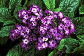 We did not find results for: Best Deer Resistant Plants Plants That Deer Don T Eat
