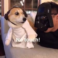 Cute Corgi Mat Absorbent Slip Resistant And Waterproof Video Video Hayvan Mizahi Komik Hayvan Videolari Komik Hayvan