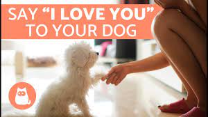 Apr 26, 2017 · an excellent morning routine involves training your dog to go somewhere specific in the home when you leave. 7 Ways To Tell A Dog You Love Them Youtube