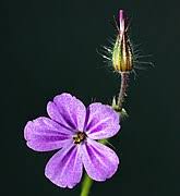 It's an annual with shallow roots and easy to control with. Geranium Robertianum Wikipedia