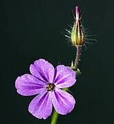 The stems are often dark red and covered with white hairs. Geranium Robertianum Wikipedia