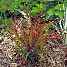 Image result for Imperata