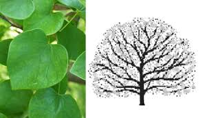 Maybe you would like to learn more about one of these? Best Trees For Denver