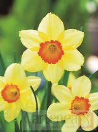 Narcissus Red Devon Gartenea Narcissus Daffodils Flowers