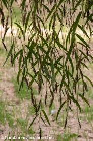 So, what makes bamboo a bamboo? Bamboo Seed Germination And Growing