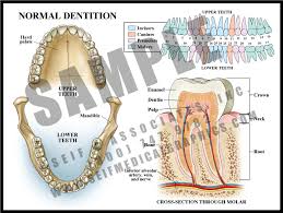 Image result for Dentition