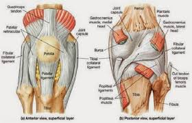 There are many different conditions which could be responsible for your pain. Anterior And Posterior Aspects Of The Knee Netter Knee Joint Anatomy Human Knee Muscle Diagram
